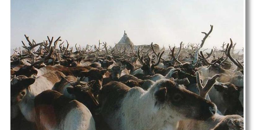 Оленеводческие потребительские кооперативы