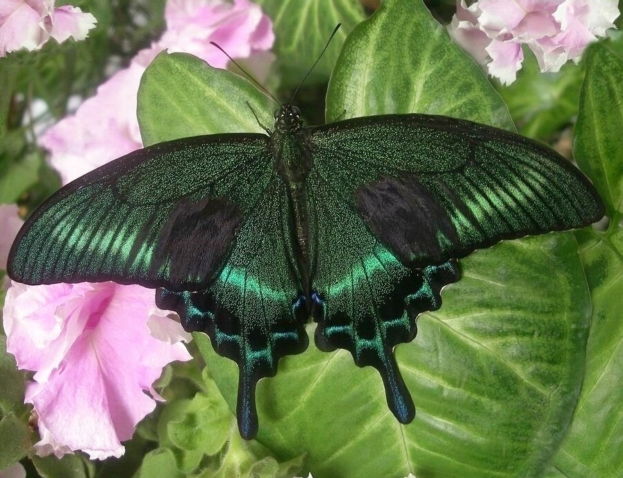 Бабочка Парусник Маака