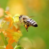 Кооперативы в пчеловодстве  возродят медовую славу России