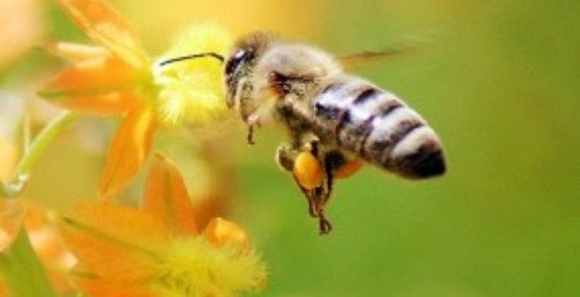 Кооперативы в пчеловодстве  возродят медовую славу России
