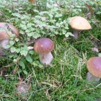 Кооперативы по выращиванию грибов-хорошая идея для России